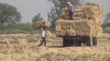 प्रदूषण की वजह नहीं बल्कि कमाई का जरिया बनी पराली, सीजन में 50 लाख का फायदा- India TV Hindi