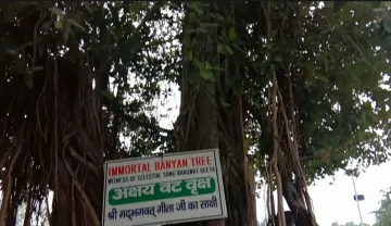  Akshay Vat The Banyan Tree Witness to The Gi- India TV Hindi