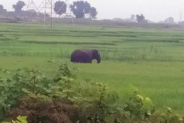 <p>हजारीबाग में हाथी ने...- India TV Hindi