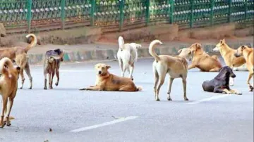 Stray Dogs, Stray Dogs Fed Fine, Stray Dogs Fine 8 Lakh Rupees- India TV Hindi