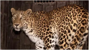 leopard attack- India TV Hindi