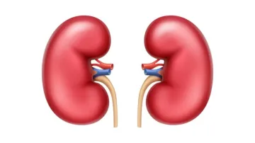 Kidney- India TV Hindi