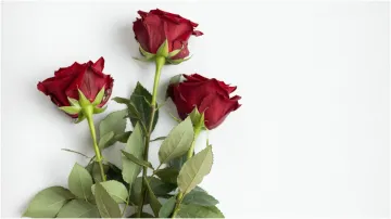 Happy Rose Day 2022- India TV Hindi