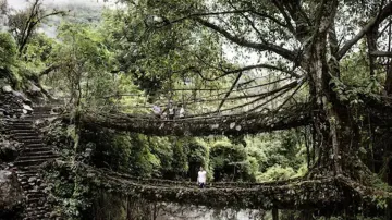 Living Root Bridge- India TV Hindi