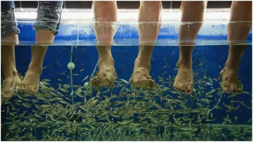  fish pedicure - India TV Hindi