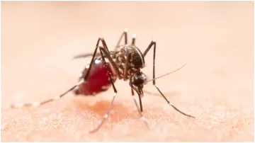 World Malaria Day- India TV Hindi