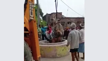 JCB rescues a bull after it falls down in a well during a clash with another bull- India TV Hindi