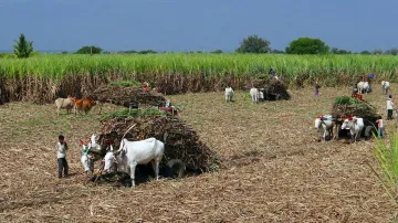 Maharashtra Farmer Suicide, Farmer Suicide, Farmer Suicide Maharashtra- India TV Hindi