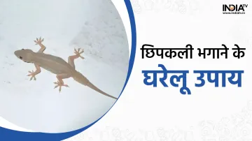 छिपकली- India TV Hindi