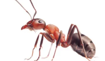 <p>चींटियों से हैं...- India TV Hindi
