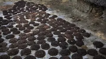 <p>Cow Dung Cakes</p>- India TV Hindi