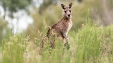 Kangaroo Fight Video, Kangaroo Fight With Man, Man Attacked By Kangaroo- India TV Hindi