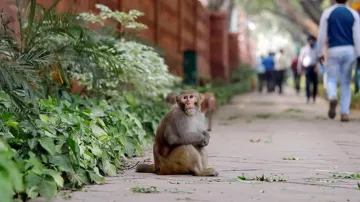 Monkey- India TV Hindi