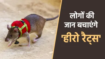 Hero Rats- India TV Hindi
