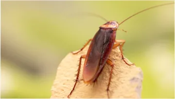 Cockroach- India TV Hindi