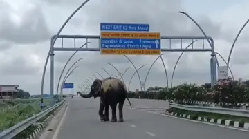 elephant seen walking on agra lucknow expressway- India TV Hindi