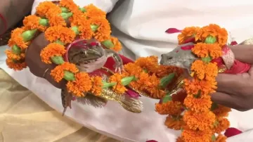 Frog Marriage- India TV Hindi