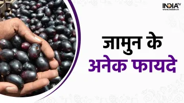 Jamun Benefits- India TV Hindi