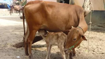 Chhattisgarh government will buy cow urine- India TV Hindi