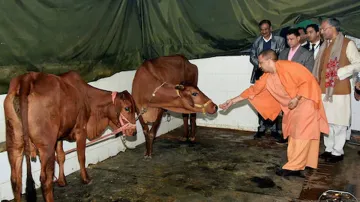 Uttar Pradesh News, UP News Stray Cows, Stray Cows UP, Stray Cows Uttar Pradesh, UP Cow Roads- India TV Hindi