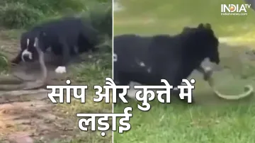 Dog-Snake Fight- India TV Hindi