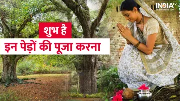 Tree Worship Benefits - India TV Hindi