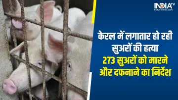 Pigs- India TV Hindi