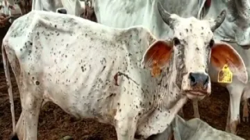 more than 100 cows died from lumpi virus- India TV Hindi