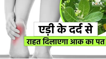 Aak leaves for Heel Pain- India TV Hindi