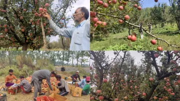 Kashmiri Apple- India TV Hindi