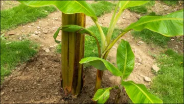  banana tree- India TV Hindi