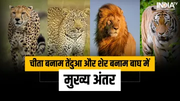 Cheetah- India TV Hindi