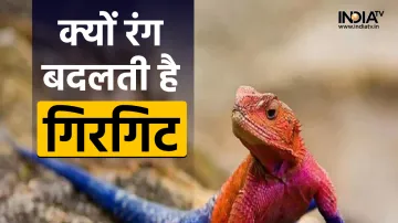 Chameleons Color- India TV Hindi
