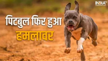 Pitbull Dog- India TV Hindi