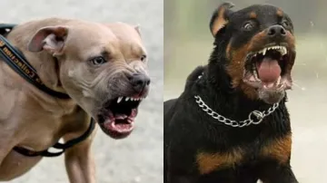 Pitbull and Rottweiler- India TV Hindi