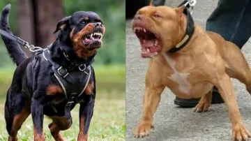 Rottweiler and pitbull- India TV Hindi