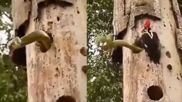 Snake vs Woodpecker- India TV Hindi