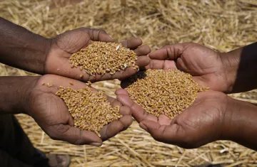 Wheat Price- India TV Paisa