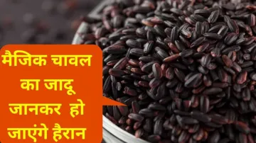 मैजिक चावल का जादू जानकर आप भी हो जाएंगे हैरान- India TV Hindi