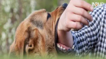 Dog Biting- India TV Hindi