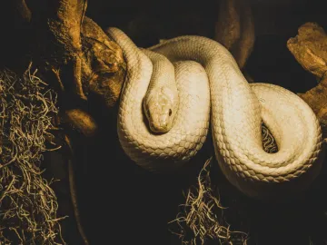 Importance Of Snake poisons- India TV Hindi