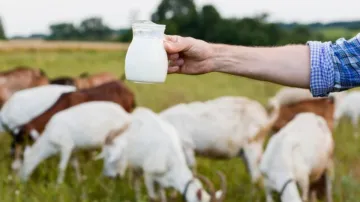 Goat Milk Benefits- India TV Hindi