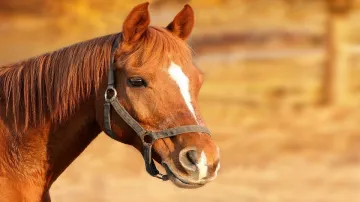 Horse trampled many people in Bhagalpur- India TV Hindi