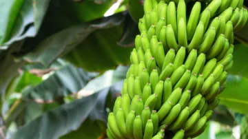 Raw Banana Health Benefits- India TV Hindi