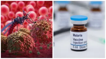malaria_vaccine- India TV Hindi