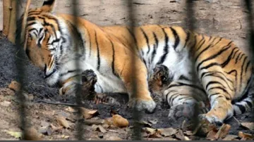टाइगर रिजर्व में तेंदुओं की मौत- India TV Hindi