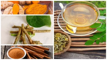 top10_herbs- India TV Hindi