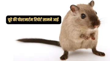 चूहे की पोस्टमार्टम रिपोर्ट सामने आ गई है। - India TV Hindi