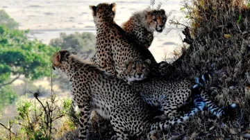Cheetahs in India, Kuno Cheetahs, South Africa Cheetahs, Kuno National Park- India TV Hindi