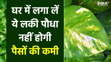 Vastu Tips for Money Plant- India TV Hindi